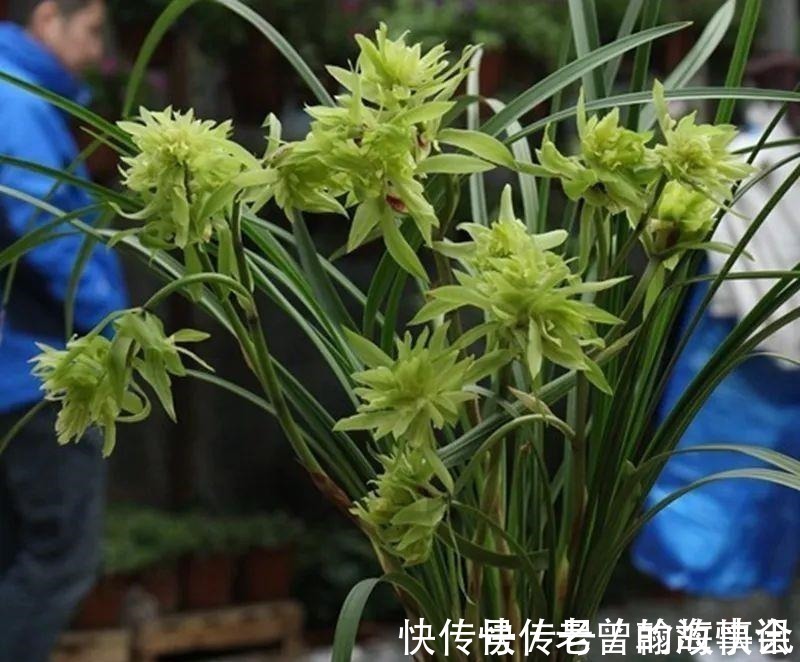 天价|曾经天价的8种兰花,如今跌落神坛,普通人也买得起