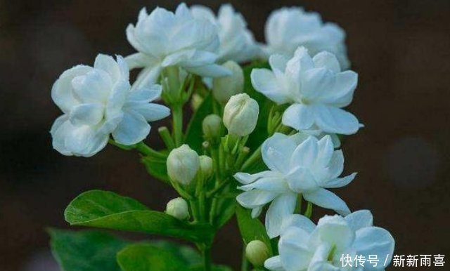 花苞|“茉莉花”开花少消除“2个”隐患，花苞不断冒，开花爆满枝