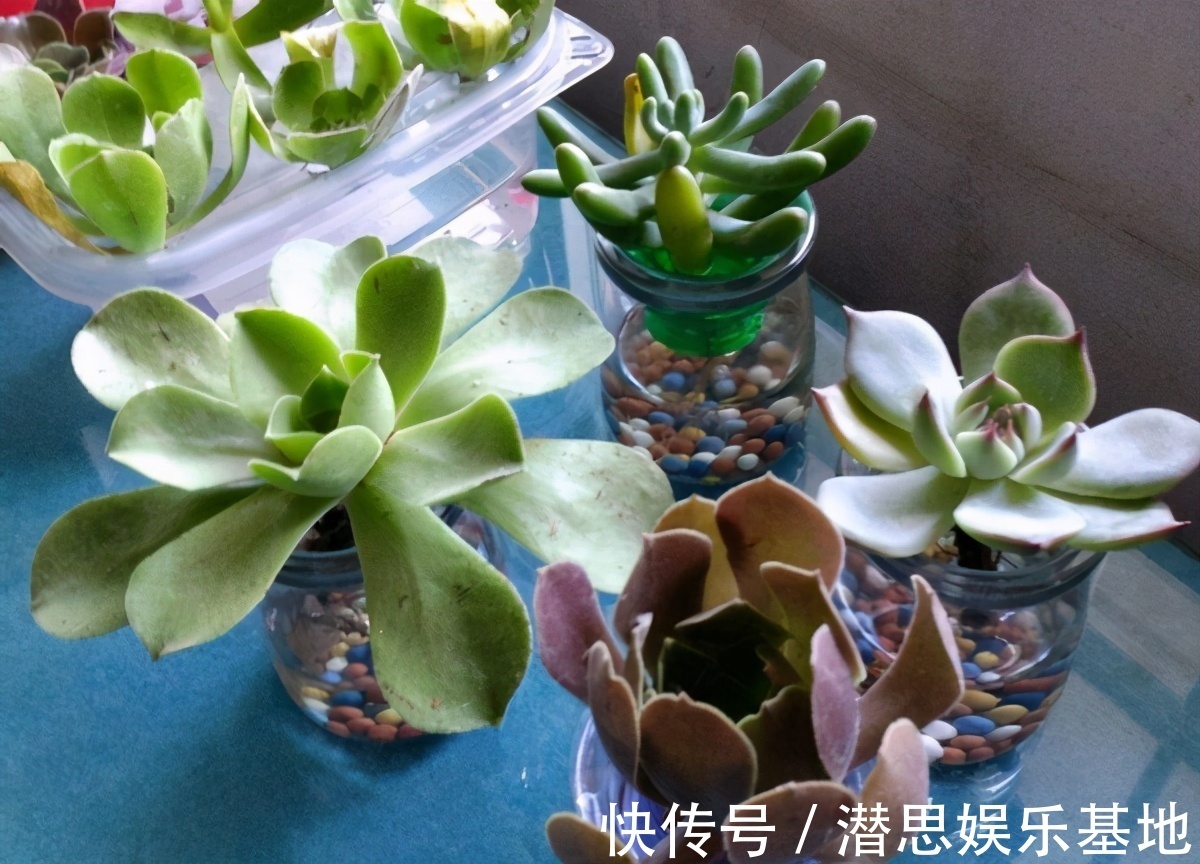花友们|扦插讨喜的多肉,事前事后这么操作,成活率高很多