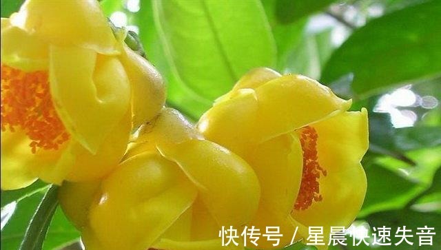 黄金|金茶花被誉为“植物黄金”，金黄花瓣，营养丰富，观赏性极高！