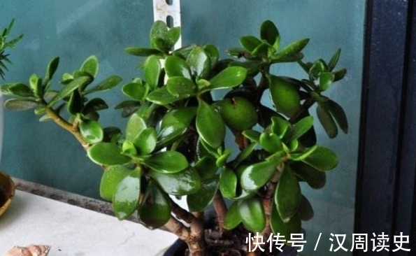 营养物质|金枝玉叶和玉树养不好?给它们“喝”点“精华液”,比肥料都管用