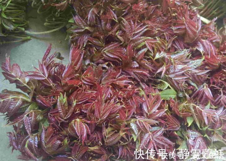 甜菜|想减肥的人应该远离这四种蔬菜,不会帮助你减肥,只会增加脂肪