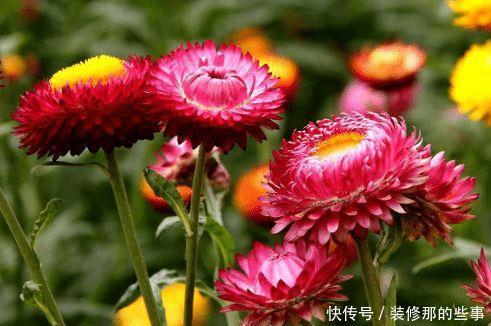 4种漂亮花,好养易活颜值高,轻松开出一面花墙,形成美丽风景