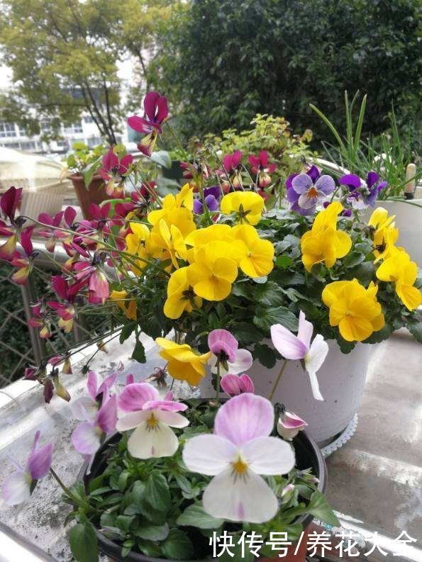 3种花就适合养满窗台，一开花犹如花海，满屋都是花