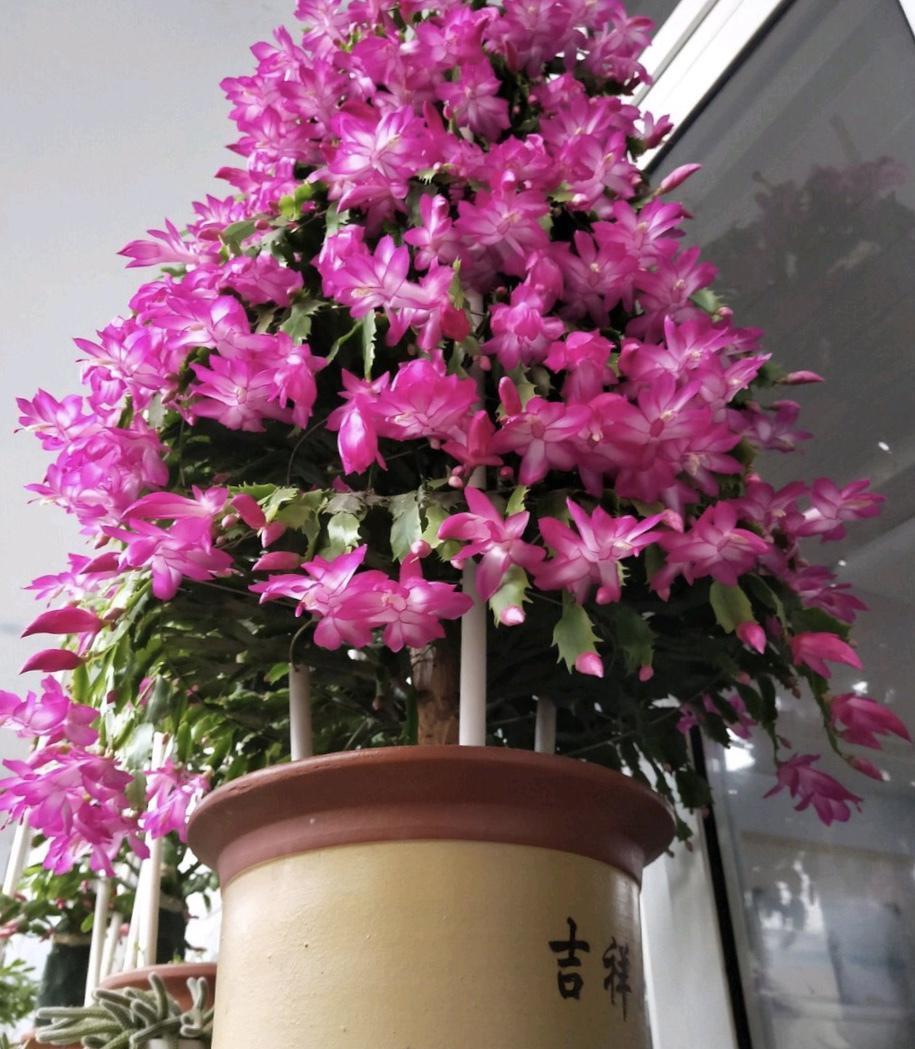 冬天花开之后从哪修剪,才能多开花?修剪后管理小技巧