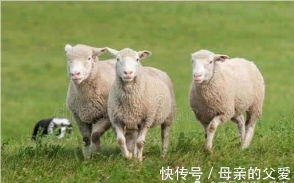 生肖羊|这两个年份的生肖羊，福气都集中在后半生，越老越有福！