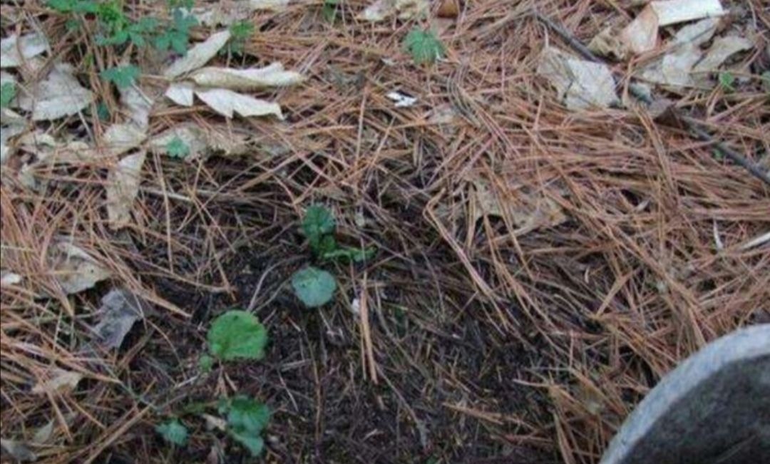 养花用松针土,3件细节要做好,否则对花卉生长不利