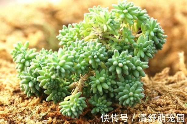 绣球|原产中国的世界名花,花型奇特,四季开花,还很好养,是盆栽佳品