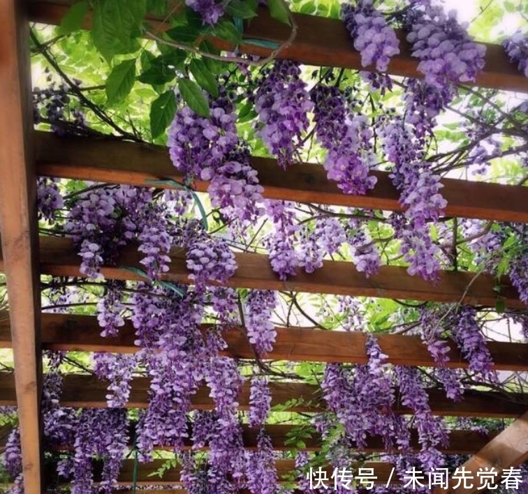 家养这些植物,阳台开出花海,全年开花不断,一养就美爆!