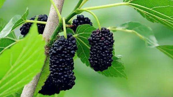 长寿|人到中年想长寿,不妨多吃4种食物,美容养颜、早吃早好