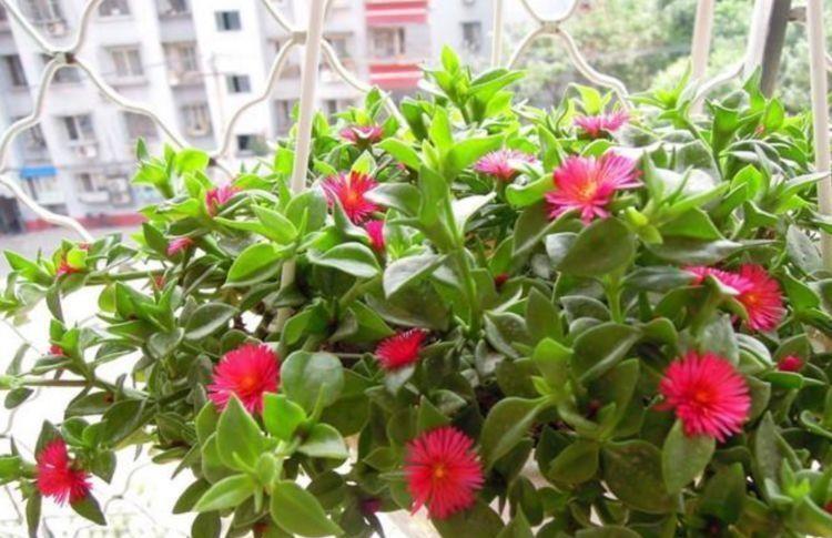 养花试试此几款,花朵大方端正,芳香优雅,非常漂亮