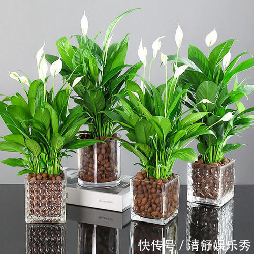 复合肥|5种“吉祥花”适合养客厅,听名字就很欢喜,心情好事事顺