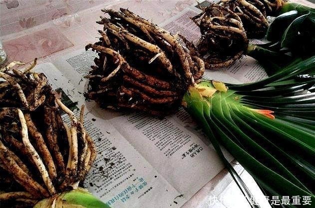 入秋后给君子兰换盆,操作5要点,轻松服盆,状根叶绿开花早!