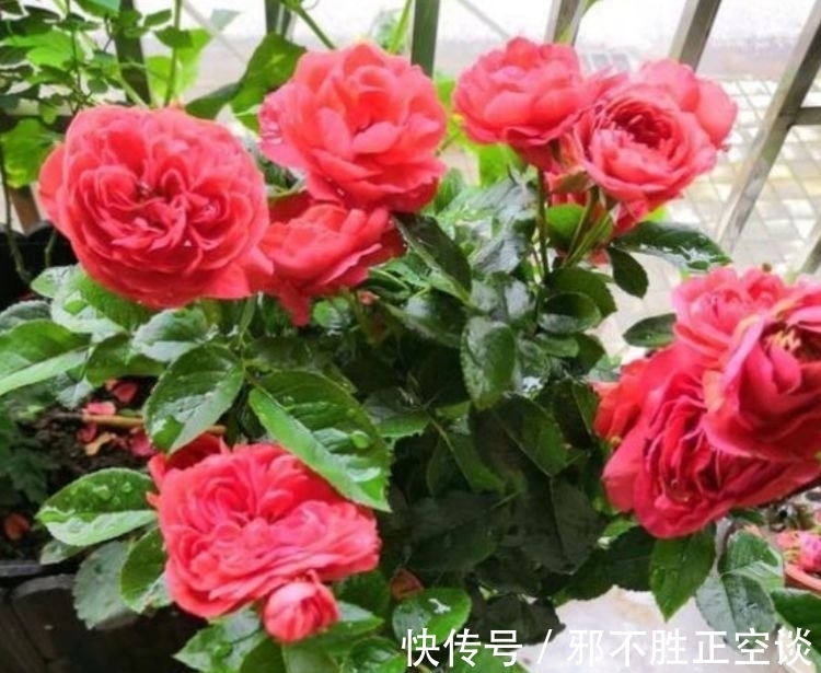 倒挂金钟|四种花常年开花易爆盆,30天不浇水照样生长,一年开花不断