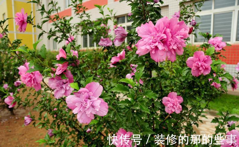 花树|修木槿小技巧:哪些枝叶早剪掉早受益?