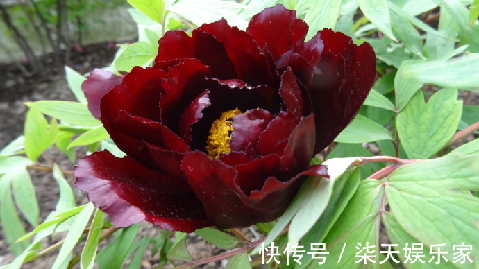 叶状|喜欢菊花，不如养盆“黑牡丹”初乌，黑如墨炭，妖艳有光泽！