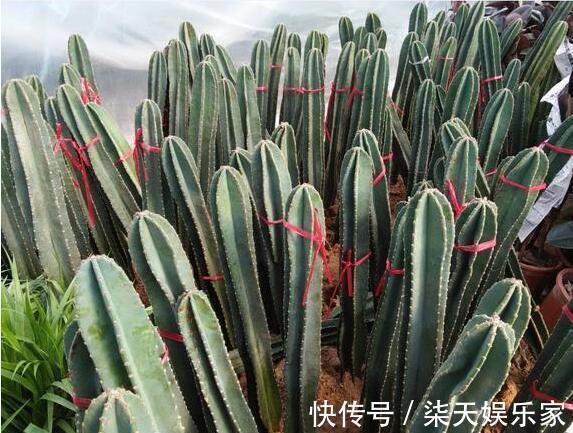 元气满满|老中医告诉你,这几种家居植物送给你都不要拿回家,我是后悔透了