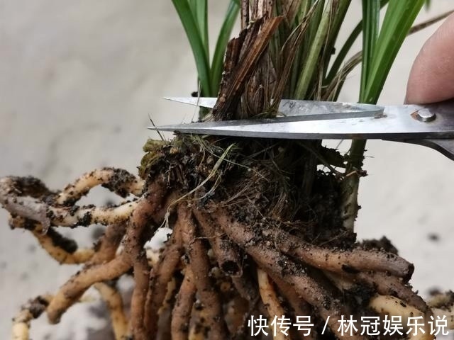 观赏价值|兰花怎么修剪整容三步骤三注意，兰友掌握就不难