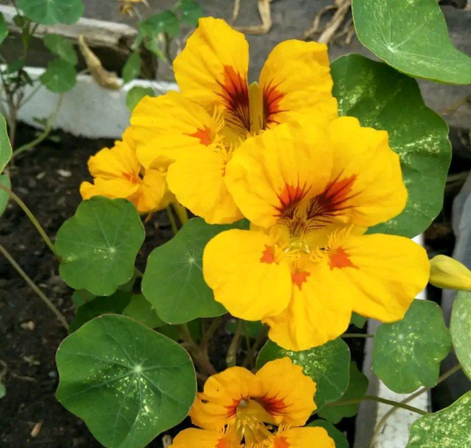 花儿|阳台养花可以养它，皮实好养很勤花，美丽一个秋天，花色也很绝