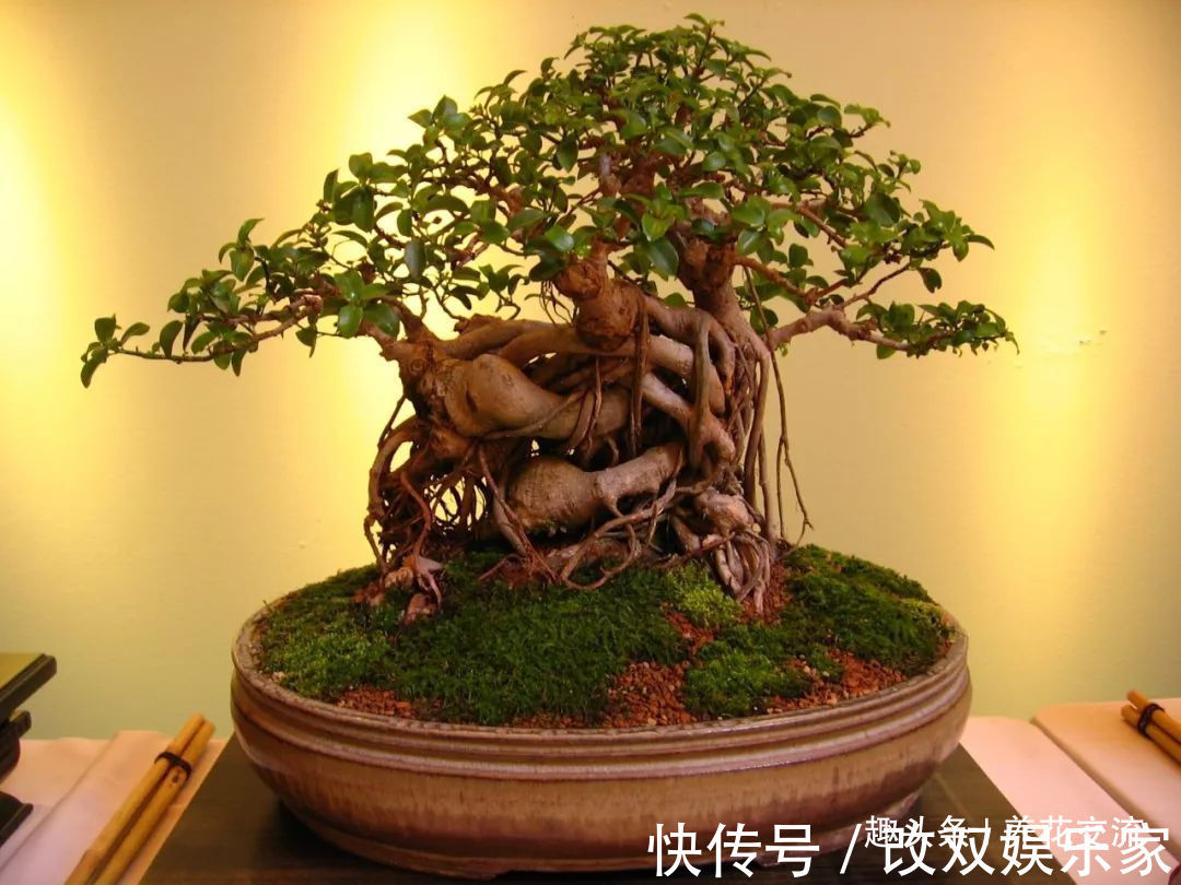 养几年的盆景植物在早春的时候没有移栽,那真是亏大了