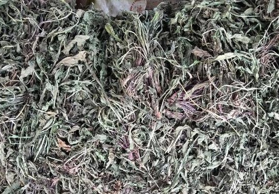 蒲公英醇|自己“晒干”的蒲公英，能用来“当茶”喝吗七大功效须知道！