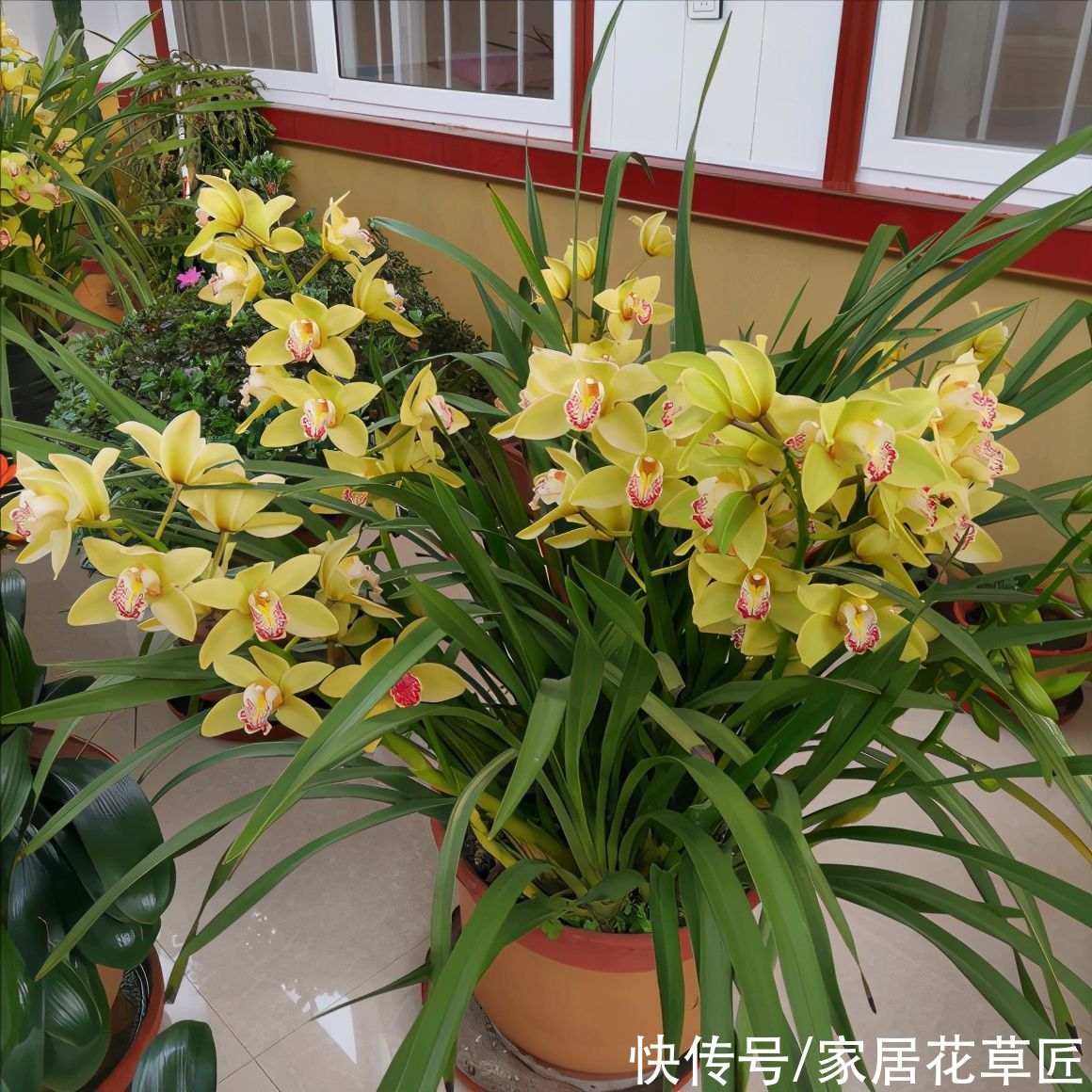 晚香玉|4种带香味的花，好养又好看，还能驱蚊，养上一盆夏天不怕蚊子咬