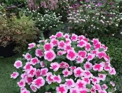 扦插|5种花,趁现在“赶紧扦插”,生根快,长得快,一个月就开花