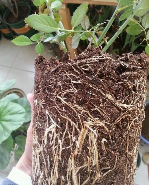 新手月季种植手册,修剪、病害防治等教程,种月季不再难