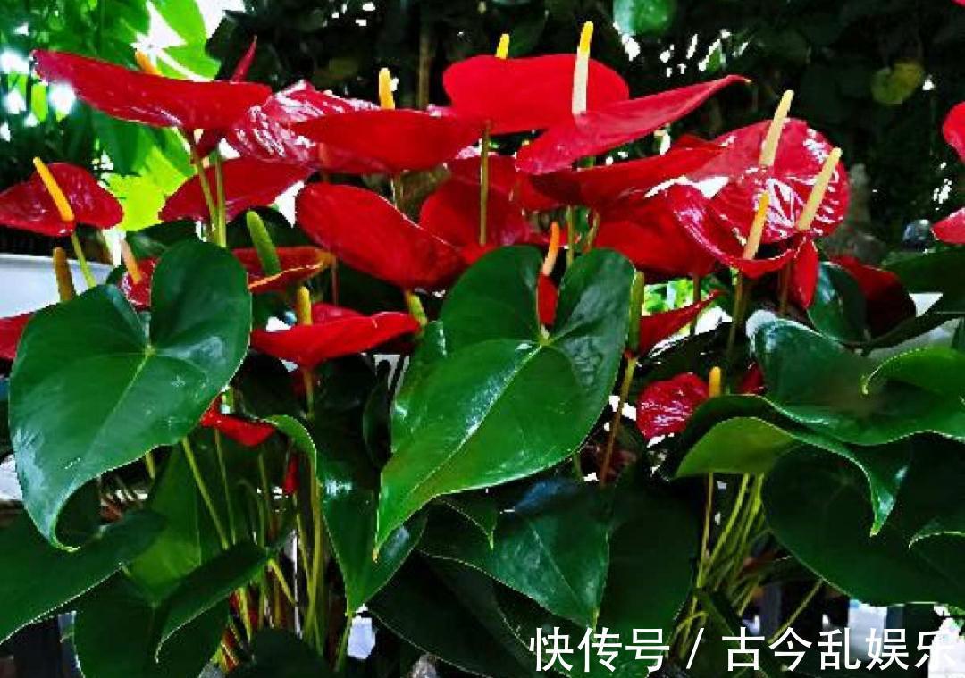 天竺葵|适合秋天养的12种花，耐阴又耐寒，秋冬长得更精神