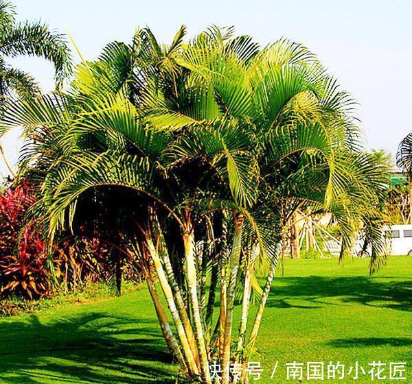 养花试试这几款,很好的绿化美化客厅环境,很大气