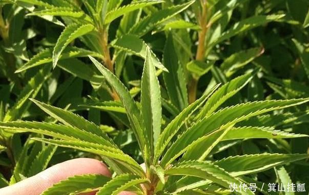 此野草泡水喝，通筋活络，腰不痛腿脚好