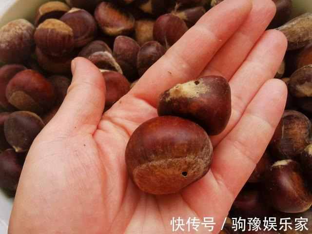巧克力色|生板栗快速去壳，1分钟剥30个，颗粒完整，附板栗挑选技巧