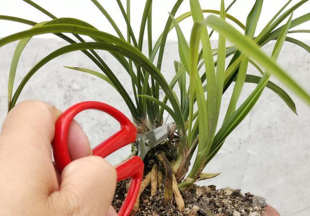 兰苗|如何让僵苗快速成长?倒盆换植料,半个月见成效