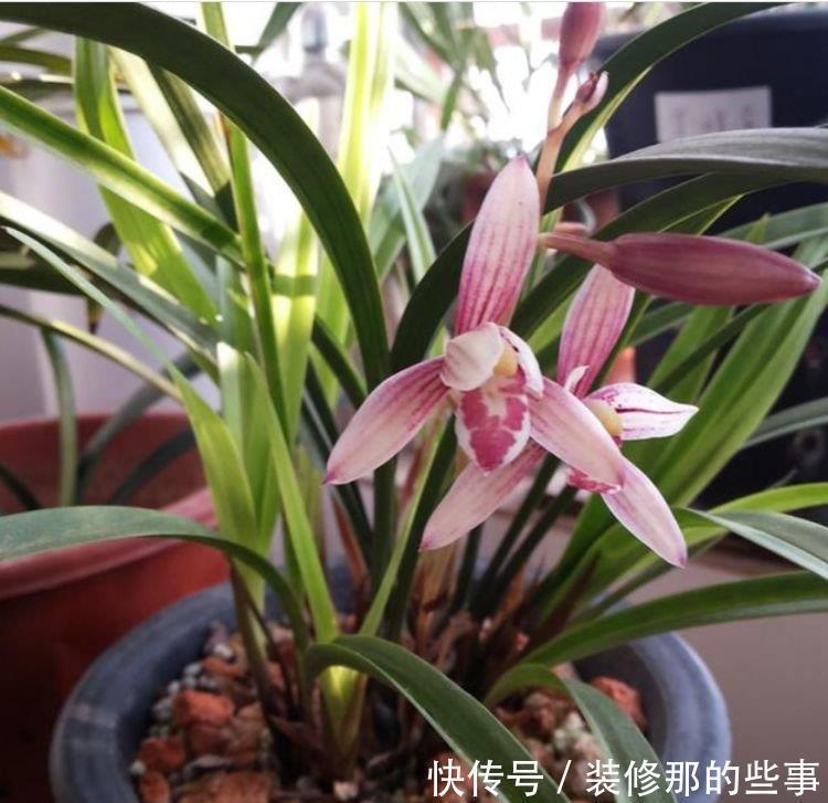 4种花养家里,福旺运旺财更旺,花开不断,还能旺财!