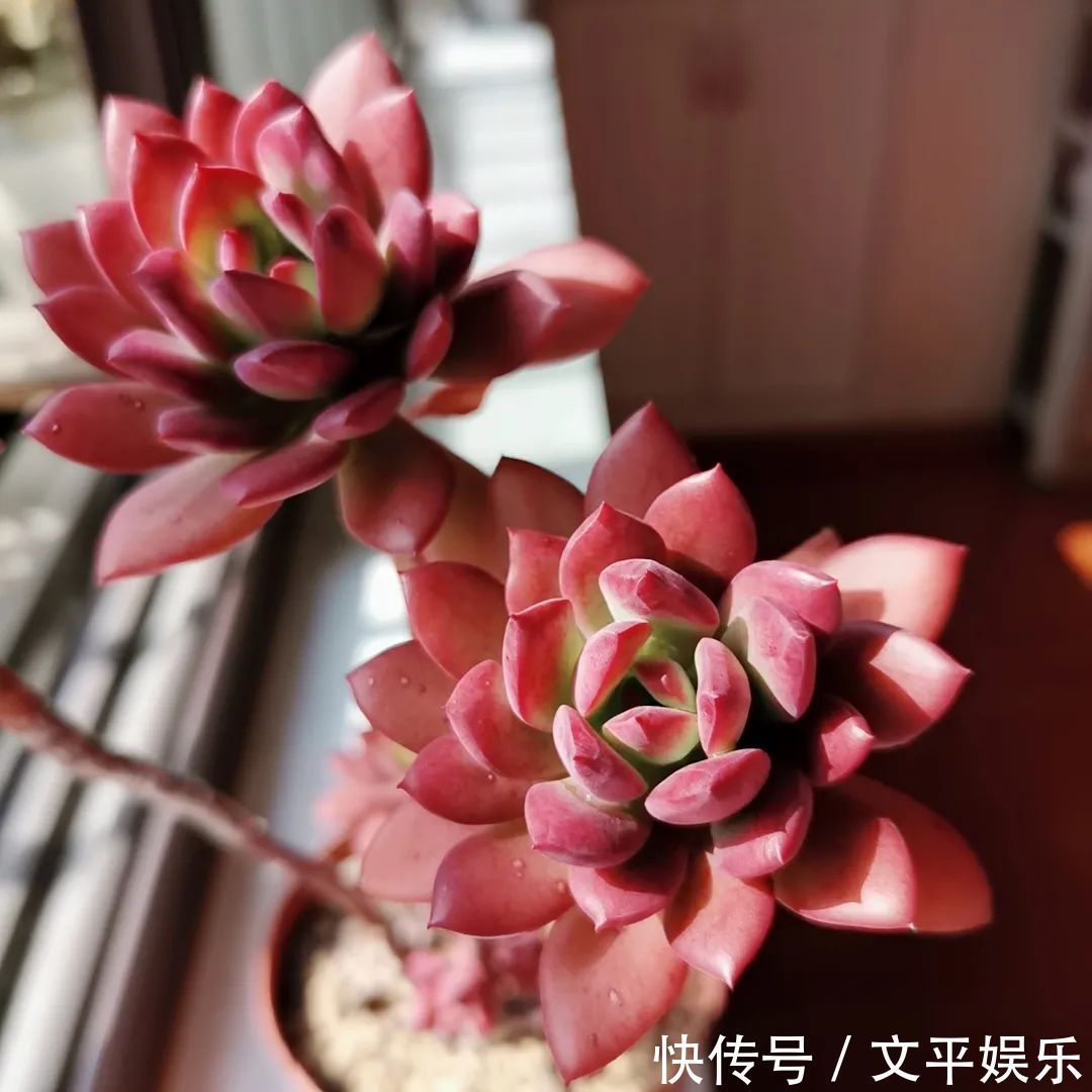 一组逆袭成功的多肉给它时间，它就会给你好看！