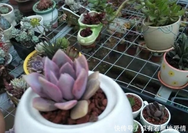 肉友|养多肉用多大盆的合适?难怪我家多肉总不爆盆