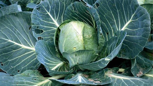 肠胃|胃有“三怕”谨记吃2菜，喝2茶，胃可能会给你点赞