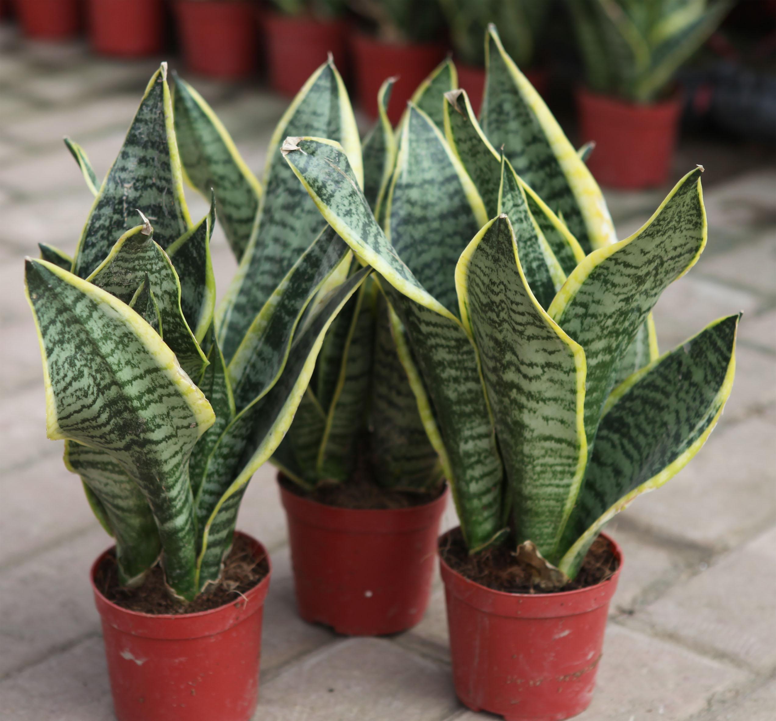 养花,芝麻饼肥料使土壤肥沃,可以延长花期