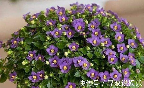 盆栽|养花不会施肥记住3点就行了,学会了“一生受用”