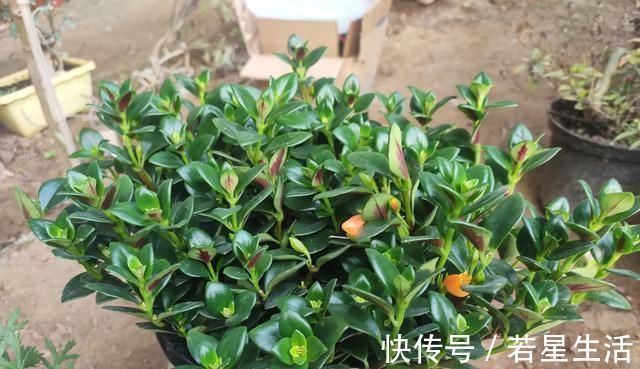 养花不会浇水，教你3个判断方法，养啥花都适用，再也不怕浇错水