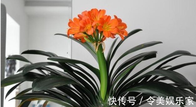 家里的君子兰为什么就是不开花彻底学会这些 其实不难!