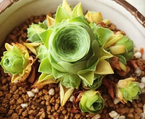 都知道松针土养花好，这几步都没做到，反而把花害惨了