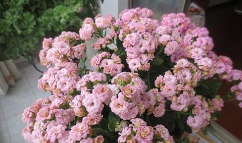 家里养长寿花,土里埋上2料,长出侧芽,开出层叠群花!