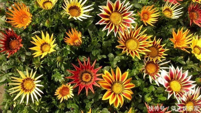 花镜|7种菊花被称为菊花中的西施,开花娇艳,蜂来蝶往,美丽折服行人