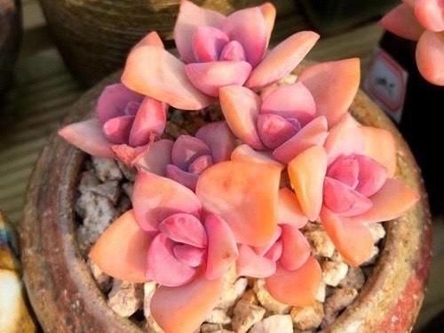 多肉彩虹糖,精致版的紫乐,容易上色喜欢群生,新手也可以放心养