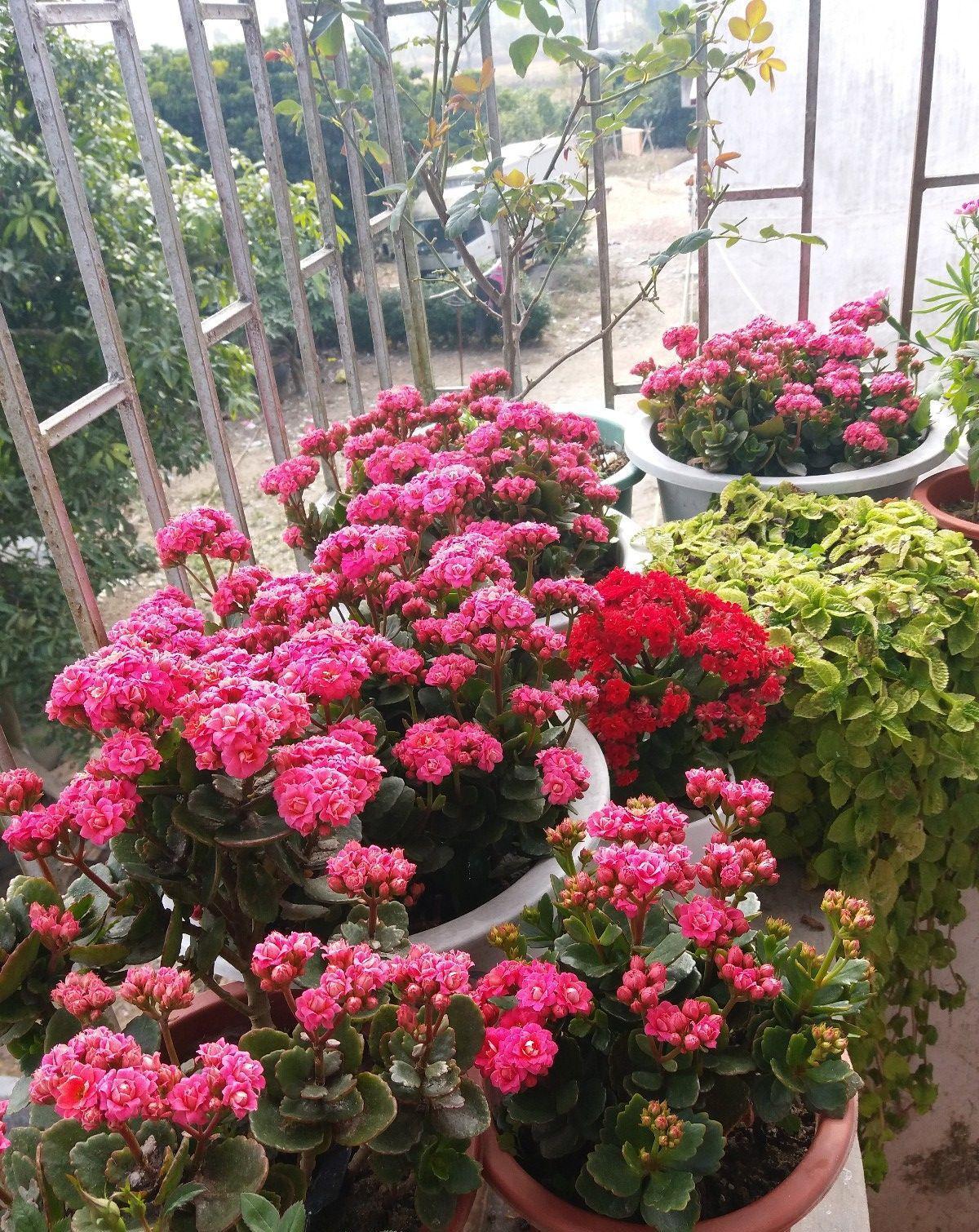 养长寿花,避开5个“坑”,开满大花头,阳台满花球