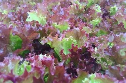 这个菜含有最特别的一种物质，有很强的抗氧化能力，你吃过吗？