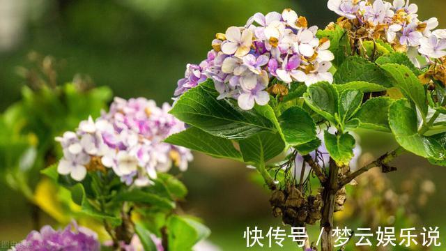 曝光封闭阳台养花的“黑名单”,养活难度大,该放弃就放弃