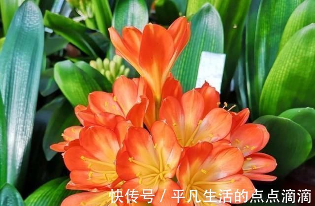 君子兰|这种“大补肥”,君子兰最爱吃了,半个月用1次,新芽抽不停