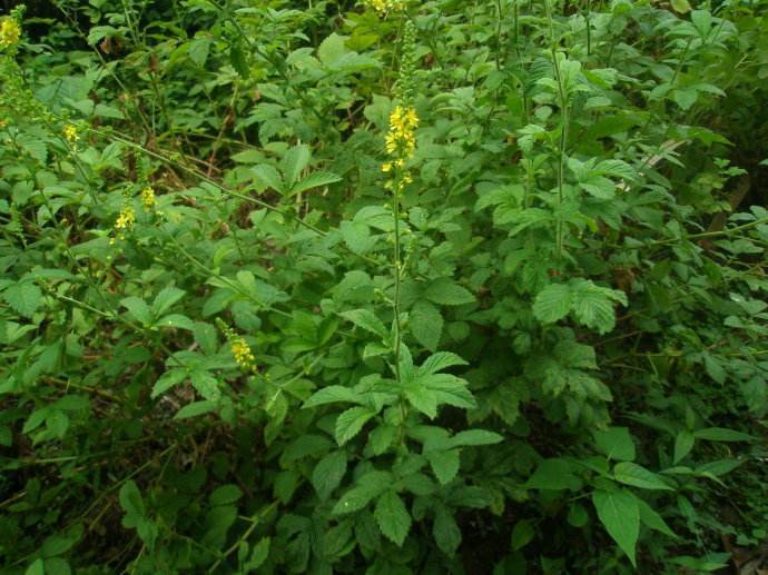 野草|农村这种野草,农民用它熬粥,殊不知它价值珍贵,一斤30元